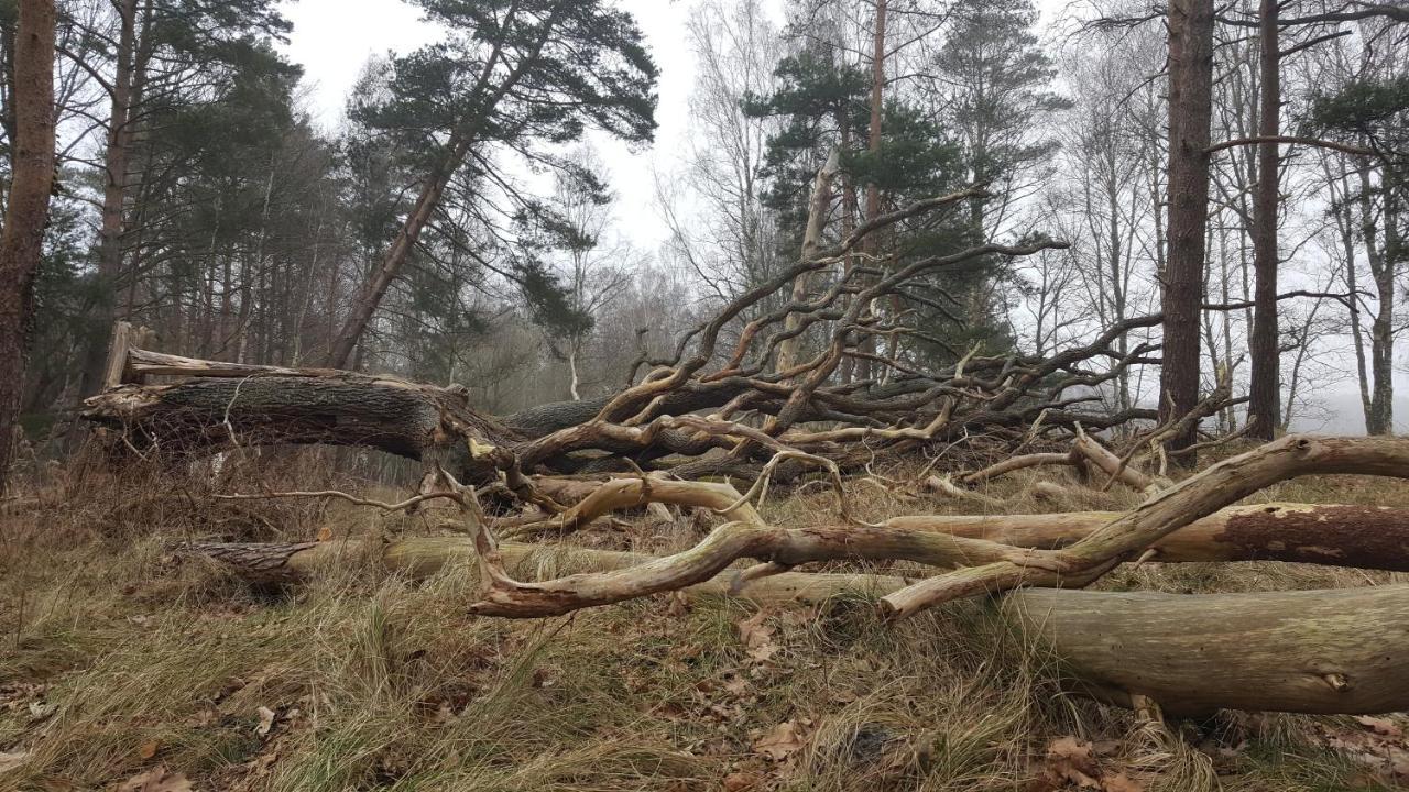 Slowinskie Widoki Domki Flora, Fauna, Noclegi Смолдзінські-Ляс Екстер'єр фото