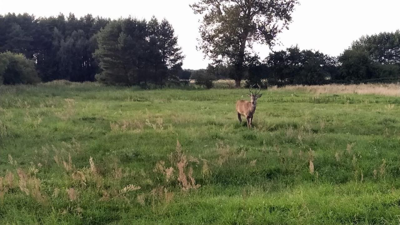 Slowinskie Widoki Domki Flora, Fauna, Noclegi Смолдзінські-Ляс Екстер'єр фото